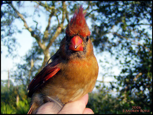 Angry Cardinal