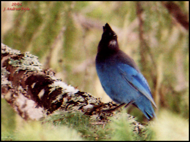 Western Washington Birds