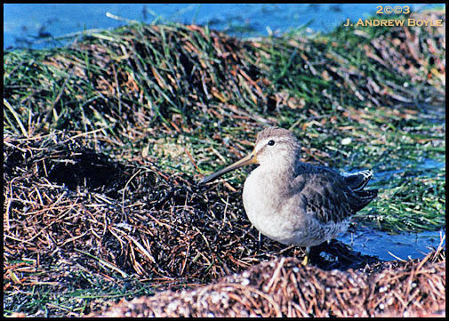 Short-billed Dowitcher