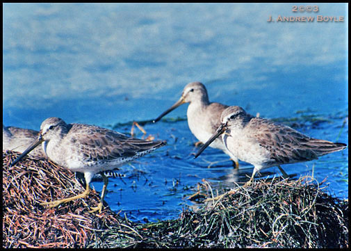 Short-billed Dowitcher